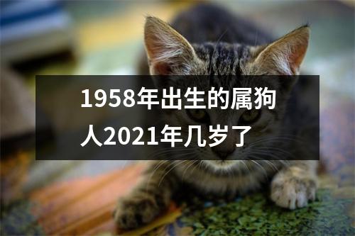 1958年出生的属狗人2021年几岁了